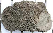 large petoskey stone for sale  Lincoln