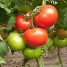 Boxcar willie tomato for sale  Grimesland
