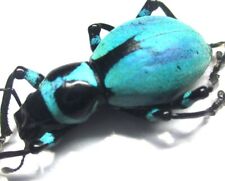 Used, P005 Q | EL : Pachyrrhynchus caeruleus female 19mm****************************** for sale  Shipping to South Africa