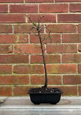 Blackthorn outdoor bonsai for sale  LEEDS