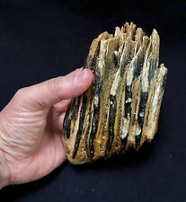 Wooly mammoth tooth. for sale  BRISTOL