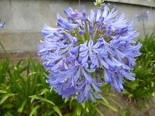 Agapanthus 50 seeds for sale  Ireland