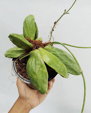 Used, Dischidia Major  Houseplant Dischidia Plant Live Plant  100% Guarantee/. for sale  Shipping to South Africa