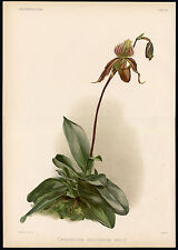 Antique Botanical Print-REICHENBACHIA-ORCHID-CYPRIPEDIUM-Frederick Sander-1888, used for sale  Shipping to South Africa