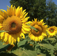 Tournesol geant russe d'occasion  La Coquille