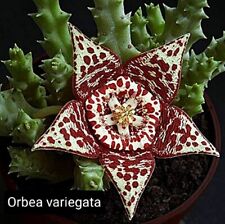 Orbea variegata its usato  Tramonti