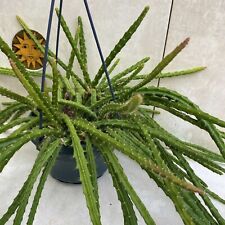 Aporocactus flagelliformis mel for sale  LIVERPOOL