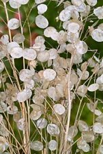 lunaria annua gebraucht kaufen  Grimma