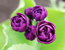 Primula auricula fred for sale  ST. AUSTELL