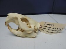 Beaver skull jaw for sale  Springfield