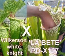 Sarracenia wilkerson white d'occasion  Surgères
