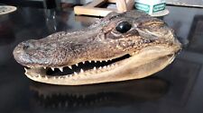 Tête crocodile naturalisé d'occasion  Voisins-le-Bretonneux