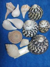 Shells caribbean beaches for sale  Shipping to Ireland