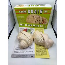 Kit de Cerebro Humano Inc. 1968 Educational Products Inc. 3D De Colección Sin Pintar Hecho en EE. UU. segunda mano  Embacar hacia Mexico