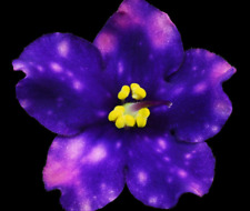 Africa violet plant for sale  Fairport
