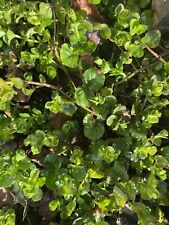 Used, 20 x Rooted Cuttings Plants GREEN Creeping Jenny …Ground Cover Pots Aquatic…. for sale  Shipping to South Africa