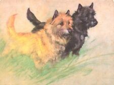 1936 cairn terriers for sale  LLANELLI