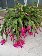 baby christmas cactus for sale  Hercules