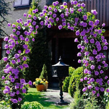 Sementes de rosas roxas para escalada mudas de plantas de jardim de flores (Compre 1 e ganhe 1 15% de desconto) comprar usado  Enviando para Brazil