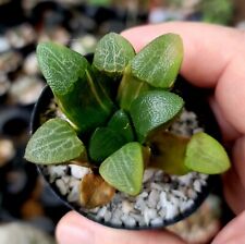 Haworthia correcta variegata for sale  Harlingen
