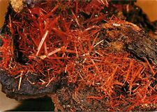 Postcard Magnificent Maze of Crocoite Crystals Museum of Natural History for sale  Shipping to South Africa
