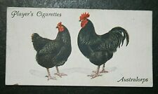 Australorps chickens original for sale  DERBY