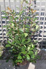 Photinia fraseri red for sale  DERBY