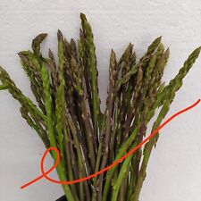 Semi asparagi selvatici usato  Manduria