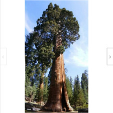 Semi sequoiadendron gigante usato  Trappeto