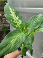 Dieffenbachia green taro for sale  San Antonio