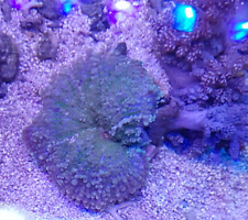 Large green rhodactis for sale  UK