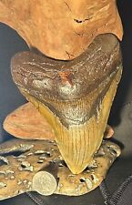 MEGALODON Fossil Giant Shark Teeth All Natural Large 5.14” HUGE COMMERCIAL GRADE for sale  Shipping to South Africa