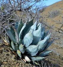 Rare plant agave for sale  PENZANCE