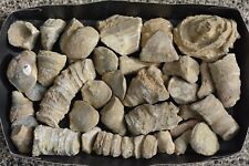 Sammlung fossilien brachiopode gebraucht kaufen  Völklingen