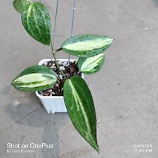 Hoya hoya latifolia d'occasion  Expédié en Belgium