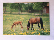 Postkarte pferde finnland gebraucht kaufen  Hamburg