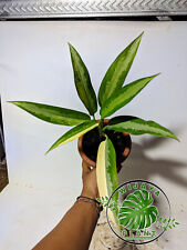 Used, REAL PICTURE Aglaonema Jubile Variegated Free Pithosanitary for sale  Shipping to South Africa