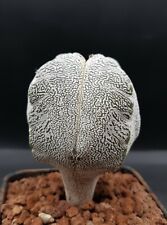 Astrophytum onzuka quadricosta usato  Foligno