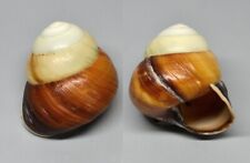 Shells - Amphidromus cochostyloides 32 mm.  landsnail Indonesia for sale  Shipping to South Africa