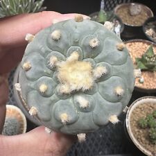 Ariocarpus aztekium copiapoa for sale  Lawrenceville