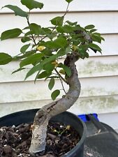bonsai apple tree for sale  Silver Spring