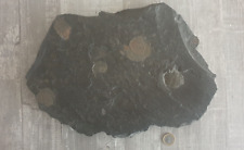 Große schieferplatte fossilen gebraucht kaufen  Rumeln,-Kaldenhausen