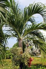 Samen goldfucht palme gebraucht kaufen  Eisingen