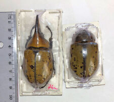 DYNASTES MAYA*****PAIR  with male-76 mm *****MEXICO, used for sale  Shipping to South Africa