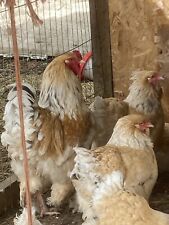 Large fowl pyle for sale  STOWMARKET