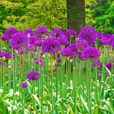 Purple sensation seeds for sale  Lincolnton