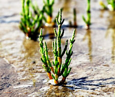 Meeresspargel samen salicornia gebraucht kaufen  Speckhorn