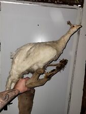Stunning taxidermy peacock for sale  KINGSWINFORD