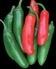 Serrano tampiqueno pepper for sale  Douglasville