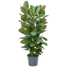 Rubber tree ficus for sale  Shipping to Ireland